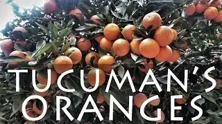 Orange Trees in Tucuman, Argentina