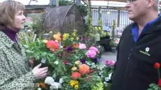 Doorstep Ranunculus