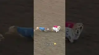 Corgi races are ELECTRIC 😂
