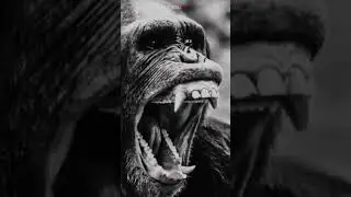 EL CHIMPANC&Eacute; QUE DESFIGUR&Oacute; UN ROSTRO HUMANO #criminalep #crimen #travis