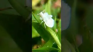 Jagged Ambush Bug nymph - Pure white ! (part 1)