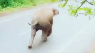 elehant video 2024