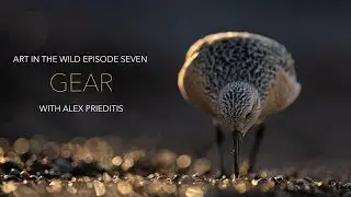 Art In The Wild Episode Seven: Gear In Wildlife Photography With Alex Prieditis