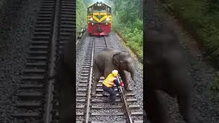 Last-Second Elephant Rescue Caught on Camera