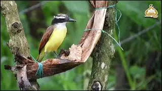 surah waqiah Full । Surah Waqia P#01 Beautiful Voice । Quran Surah Arabic HD । #surah#Quran