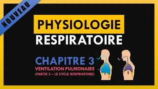 Physiologie Respiratoire - Chapitre 3 - Ventilation pulmonaire (Partie 2 - Le cycle respiratoire)