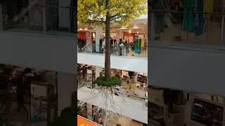tree hanging about