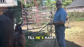Teaching a week old baby horse to lead