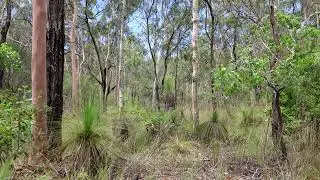 Cicada Wave Sounds - Summer's of Australia
