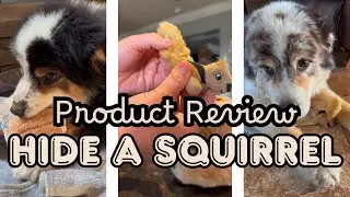 Hide‑A‑Squirrel Dog Toy | Squeaky Plush Puzzle Playtime 🐿️