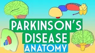 Parkinson's Disease Anatomy