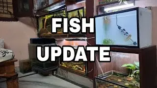 FISH TANK UPDATE)) PLEASE SUBSCRIBE 🙏 MY CHANNEL #FISH #VLOG ##FISHROOMTOUR #BETTA FISH