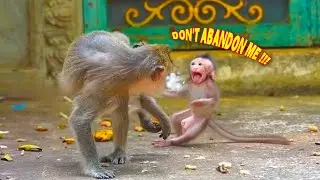 The baby monkey is so pitiful because its mother doesn't love. The mother monkey avoids the baby