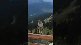 Marmot screaming on Blackcomb Mountain #Shorts