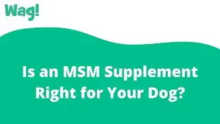 Is an MSM Supplement Right for Your Dog? | Wag!