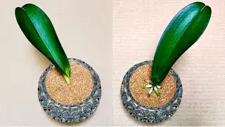 Только Корица! Листья орхидеи сразу отрастают корни и цветут круглый год.