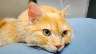 Lucy Purring Like a Little Engine