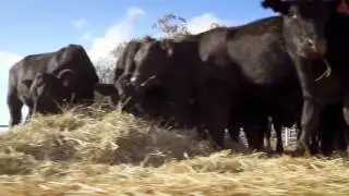 National Livestock Identification System