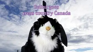 Selina the Cat Goes Driving Across Canada!