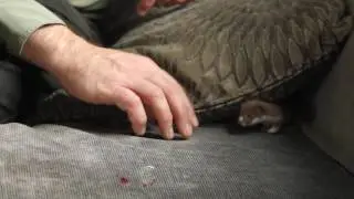 Playing with Fidget My Pet Weasel | Discover Wildlife | Robert E Fuller