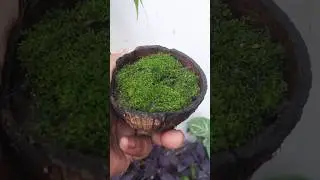 Moss grass in pot🪴🪴#shortsfeed #table #viral #youtubeshorts #garden #moss#green #shorts @madhup1035