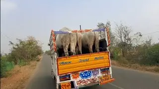 Bulls transportation to devarakadra Bulls market | Ongole Bulls | oxen prices