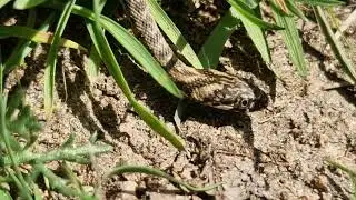 Viperine water snake - Natrix maura