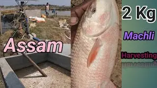 Farming of 1 Kg Fish | Assam Fish Farming|Farming Business