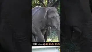Wild elephant.#elephanthabitat