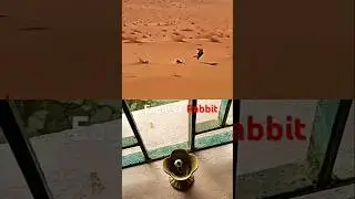 # eagle vs rabbit #wildlife #youtube #birds #trending #youtubeshorts