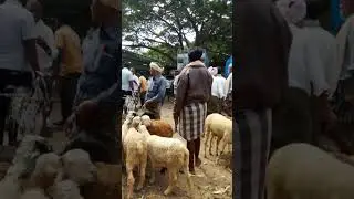 kuri sante # Highlights # pavagada #2023