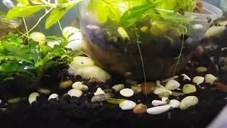 water forest covered in snails