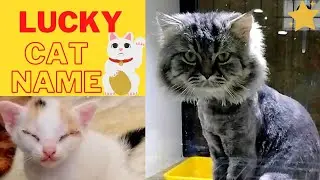 CAT LUCKY NAMES