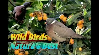 Wild Birds 🐦 #Nature's Best❤️RELAXING TIME ⌚ lui sito TV 📺
