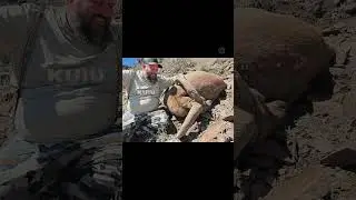 Giant Auodad KILLSHOT!! #hunting @deserttrophies