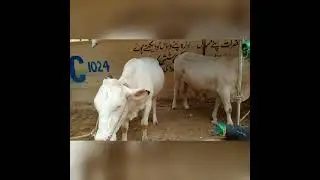 JDC foundation 2021 Camel's Cow's & Goat Qurbani Janwar JDC