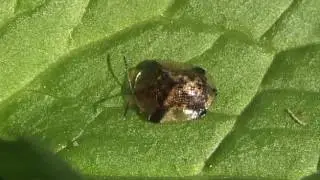 Chrysomelidae - Aspidomorpha sp