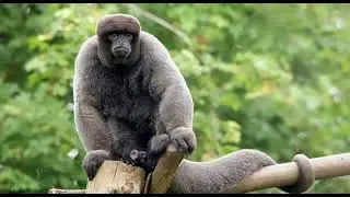 Woolly monkey Facts  Interesting Facts about Woolly monkey  Facts about Woolly monkey