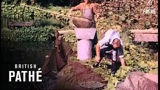 Trout Farm (1955)