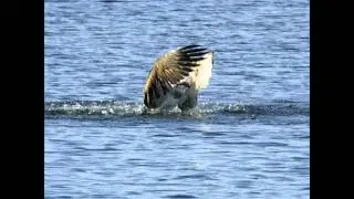 Fiskgjuse Osprey &Aacute;guila Peskadora (Pandion haliaetus)