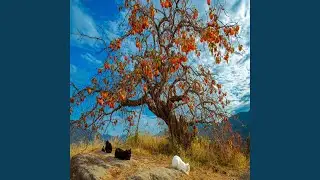 beautiful autumn day