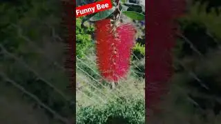 Funny bee and amazing flowers #shorts