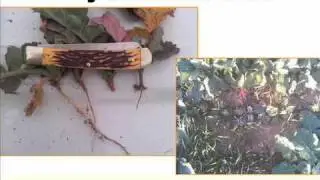 Canola U, Canola Comparison, Dr. Tom Peeper and Josh Bushong, Part 5