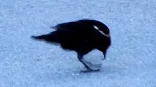 20100630.RedWingedBlackBirdOnPath.mov