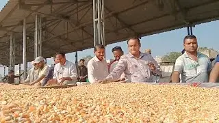 17 जनवरी 2026 || kukshi mandi bhav || safed Mkka gehu ka bhav || कुक्षी मंडी में मक्का का भाव देखे