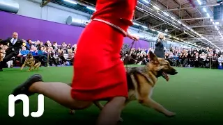 Scenes from Westminster dog show 2017