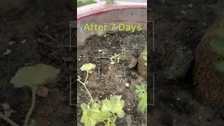 How to prepare tomato seedlings 🍅#trending #gardening #viral #nature #seedlings #apnaghar #plants
