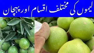 Lemon Types| Different Varieties of Lemon | China lemon |Seedless lemon #lemon #citrus