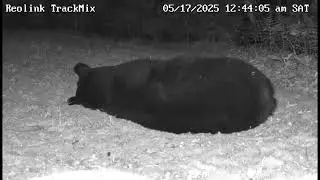 Backyard Bear Episode 2 - Bob naps on the mossy knoll