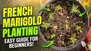 Planting French Marigolds 🧡 | The Tulsi Garden